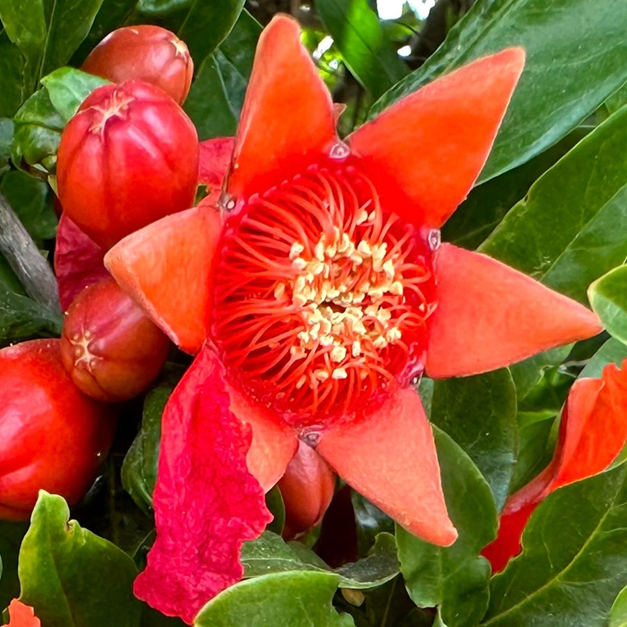 Granatapfelblüte und Granatäpfel